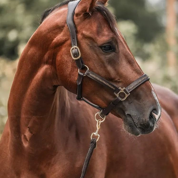 StallMagi™ – Joulukalenteri 12 ylellistä yllätystä hevosten ystäville